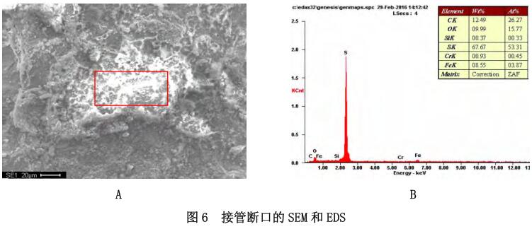 接管断口的 SEM 和 EDS